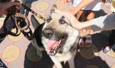 Выжить в +30: как помочь питомцам перенести жару в Павлодаре