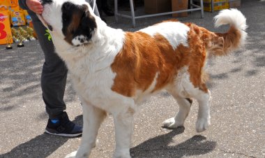 Национальная выставка собак всех пород пройдет в Павлодаре