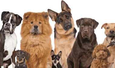 Павлодарда иттердің ұлттық көрмесі өтеді