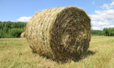 Май және Баянауыл аудандарының лиман массивтері қайта қалпына келтіріледі (ВИДЕО)