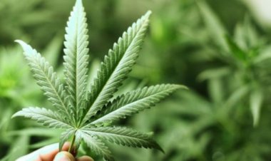 Ертіс ауданының ауыл тұрғыны жабайы қарасора өсірген