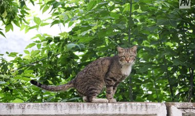 Волонтёры соорудили жильё для бездомных питомцев в Павлодаре