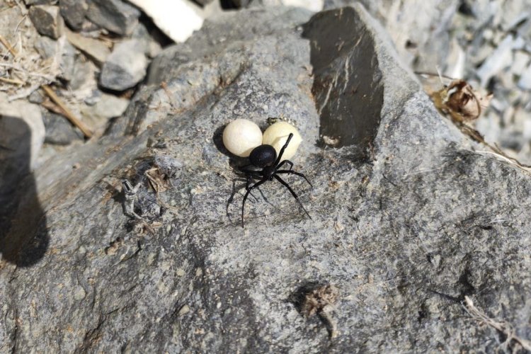 Қалың мүшесі бар қара жігіт тығыз киска трахает