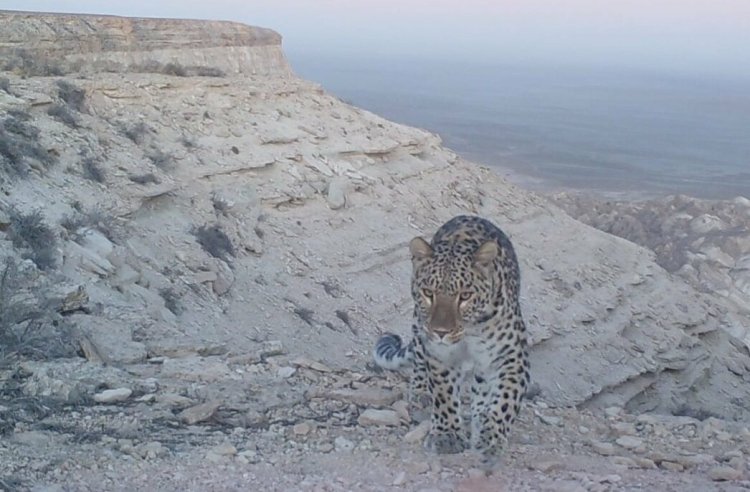 В Мангистаускую область вернулись краснокнижные кошки