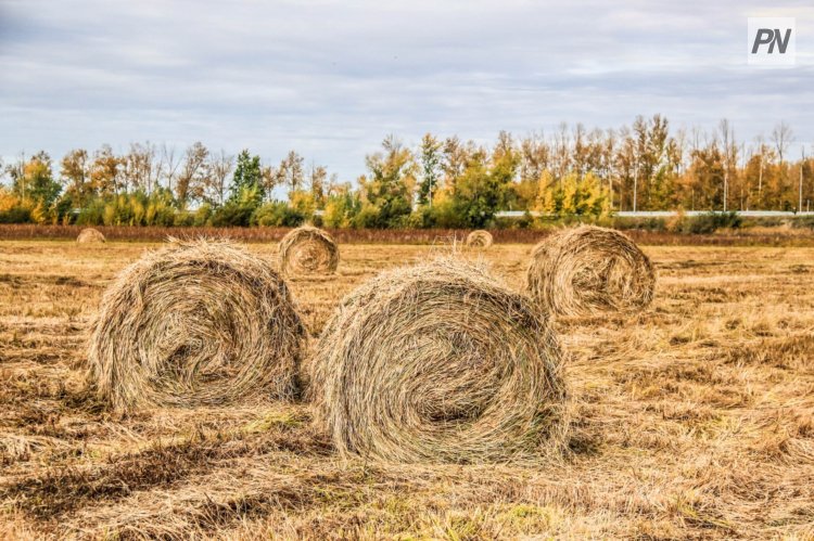В Актогайском районе снизились риски по заготовке сена