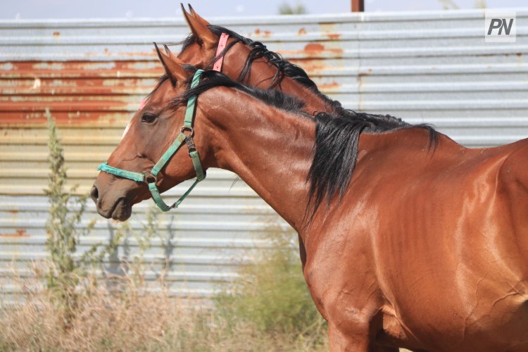 Хозяина лошадей наказали за ДТП на павлодарской трассе
