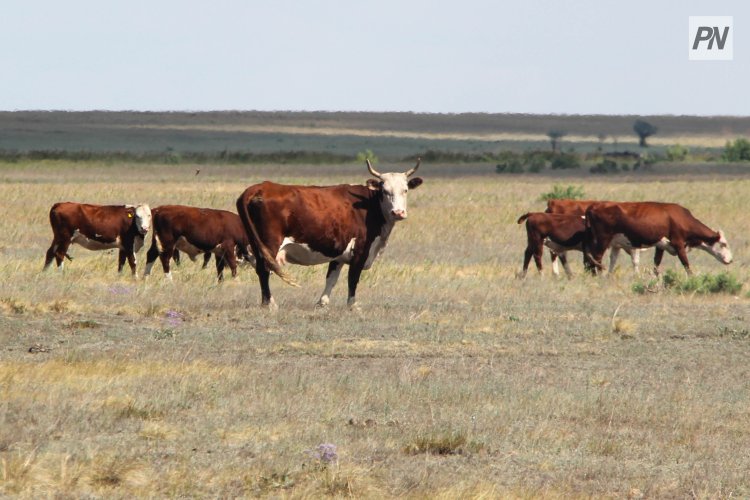 Массовый падеж скота выявили на севере Павлодарской области