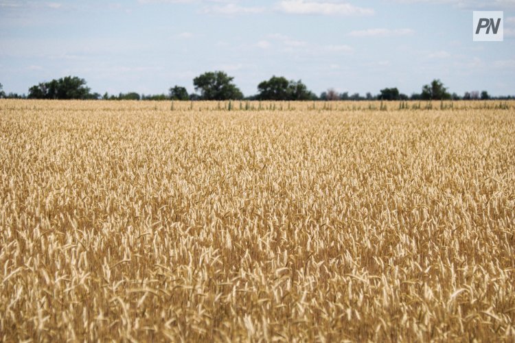Урожайность зерновых в Павлодарской области снизилась втрое