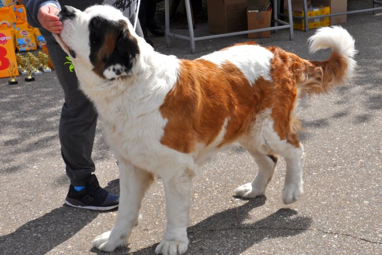 Национальная выставка собак всех пород пройдет в Павлодаре