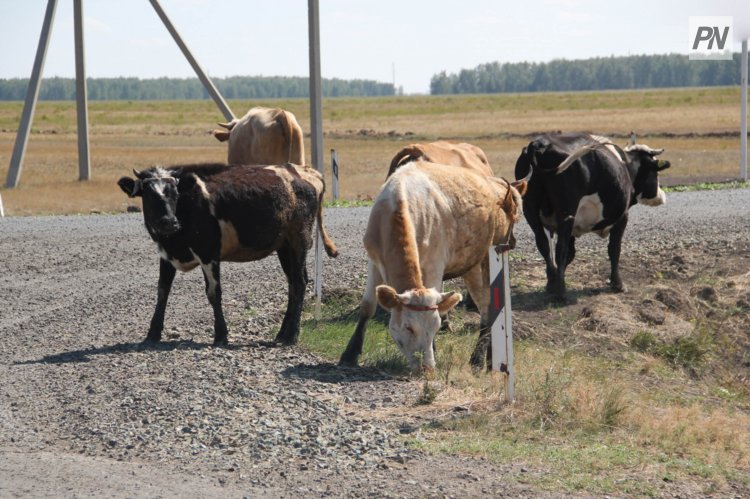 Массовый падеж скота в Железинке: стала известна причина
