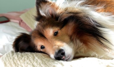 Японец воплотил мечту стать собакой