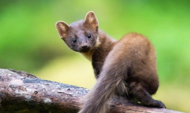 Хищника-«нелегала» заметили в павлодарском лесу