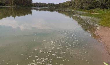 Экологтар Ертіс тармағында судың жасылдану себебін айтты