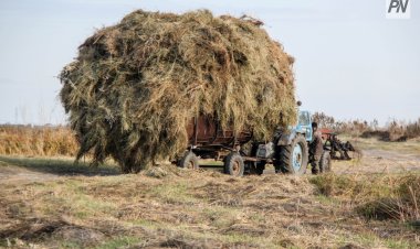 АШМ: Құрғақшылыққа байланысты жемшөп тапшылығы болжанып отырған жоқ