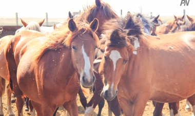 Павлодар облысында жылқы шаруашылығы қарқынды дамуда