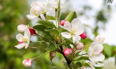 Облачно и лёгкий ветерок: погода в Павлодарской области 9 августа