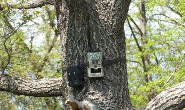 Лесные жители попали в фотоловушку в Павлодарской области (ВИДЕО)