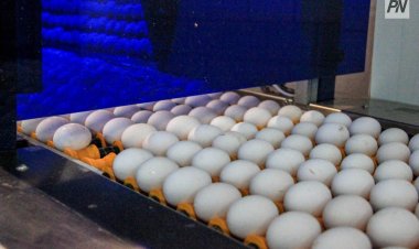 В Павлодар привезут недорогое мясо из четырёх районов