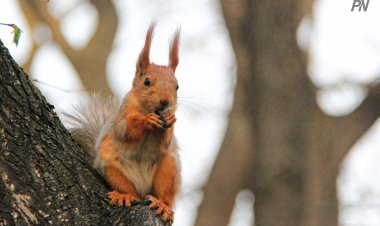 Сезон охоты откроют в Павлодарской области
