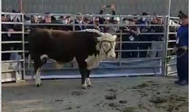 Павлодарский бык стал призером выставки в Акмолинской области