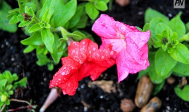 Дождь не утихнет в Павлодарской области 15 августа