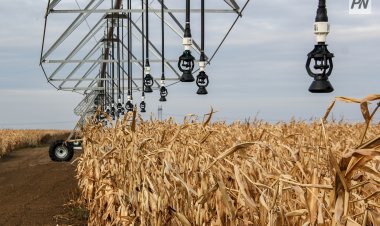 Посевы после засухи оценили в Железинском районе