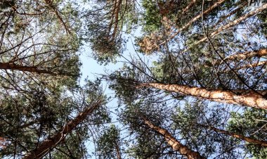 Павлодар облысында «Ертіс орманы» резерватынан қарағай ұрлағандар ұсталды