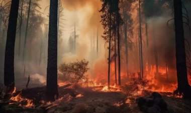 Более 200 лесных пожаров охватили Канаду