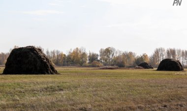 На какую помощь из-за засухи могут рассчитывать павлодарские аграрии