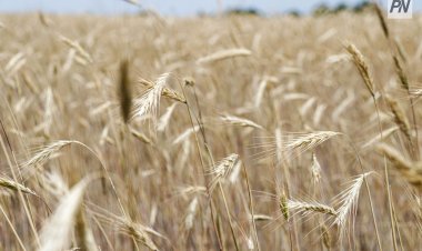 В Павлодарской области затянули создание стабфонда фуражного зерна