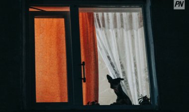 Павлодарда ротвейлердің иесіне айыппұл салынды