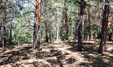 Павлодарские лесники опровергли кражу сосен в Шалдае