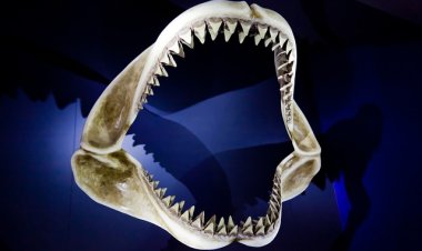 В Австралии обнаружили новый вид акул с человечьим оскалом