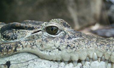 Аллигатор напугал туристов в США