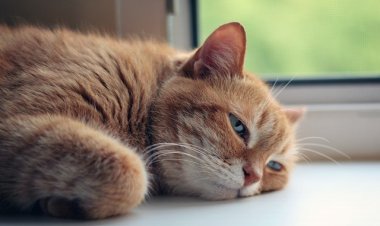 Об опасности поездок в Европу предупредили врачи