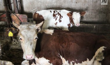 19 групп скотокрадов задержаны в разных регионах Казахстана