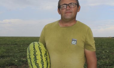 В Щербактинском районе планируют расширить посевы голландских арбузов