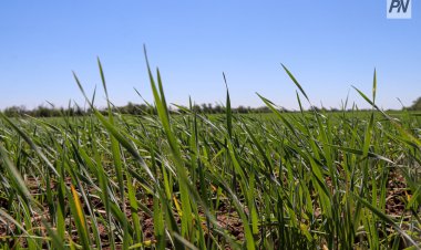 В Павлодарской области почти в два раза увеличат орошаемые земли