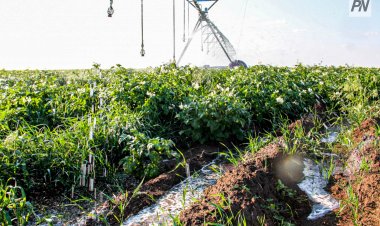 Ертіс өңірінде суармалы жерлердің басым бөлігі Павлодар ауданына тиесілі