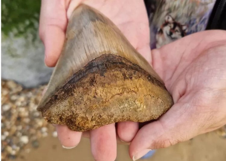 Зуб вымершей акулы нашел школьник в Англии
