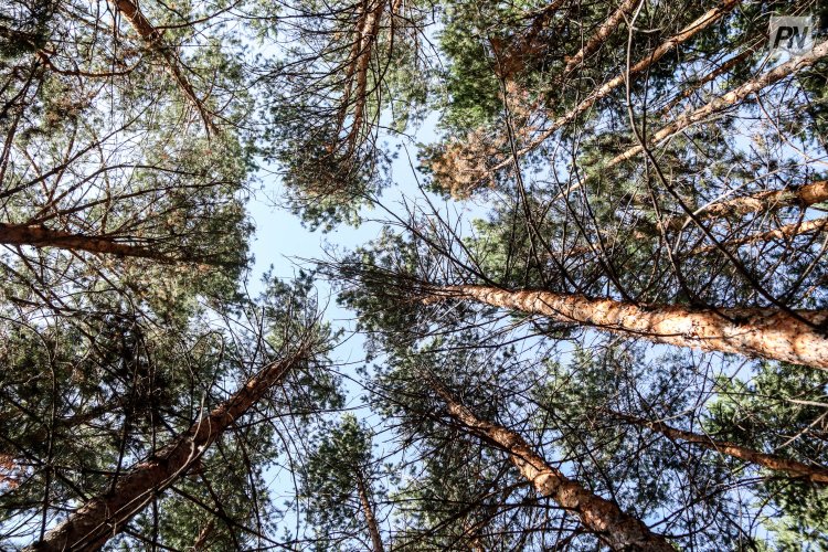 Набить шишки: как восстановить павлодарский лес после пожаров