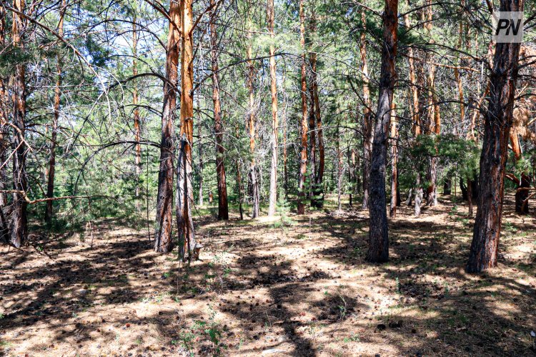 Павлодар облысында орман шаруашылығындағы өрттің шығуына найзағай себеп болған