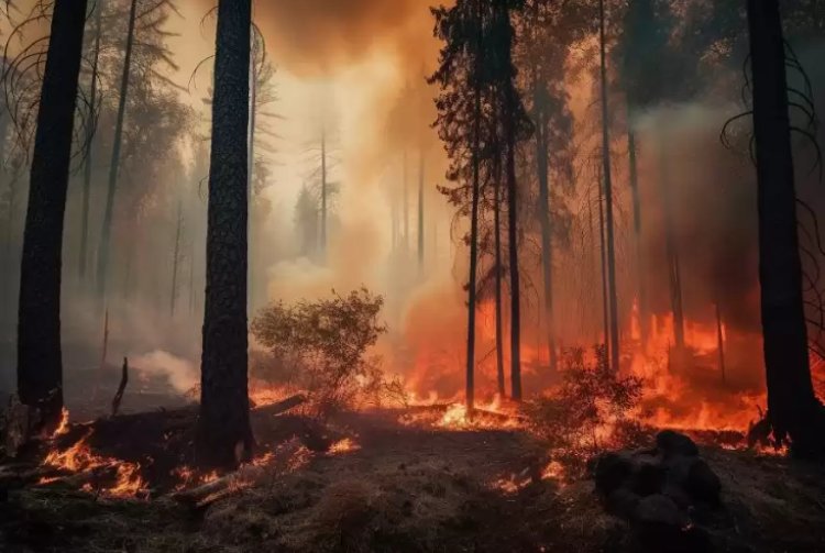 Более 200 лесных пожаров охватили Канаду