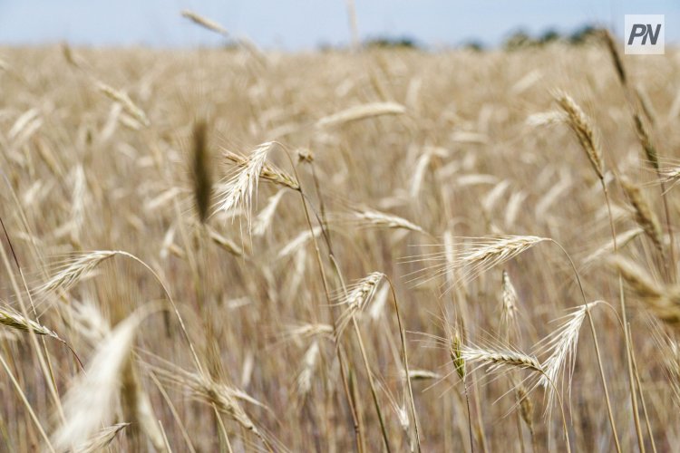 В Павлодарской области затянули создание стабфонда фуражного зерна