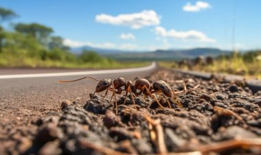 Могут ли муравьи избавить человечество от многокилометровых пробок