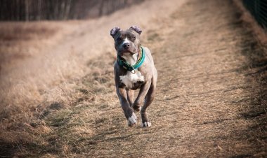 В США пропавшую собаку нашли по микрочипу