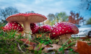 Мужчина отравился мухоморами в Костанайской области