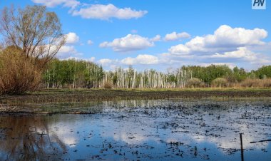 Павлодарлық эколог: Өңірдегі климатты жақсарту үшін дендро жолақ керек