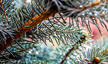 Первые заморозки: погода в Павлодарской области 7 сентября