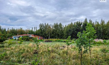 Деревья в павлодарском питомнике удивили экоактивистов